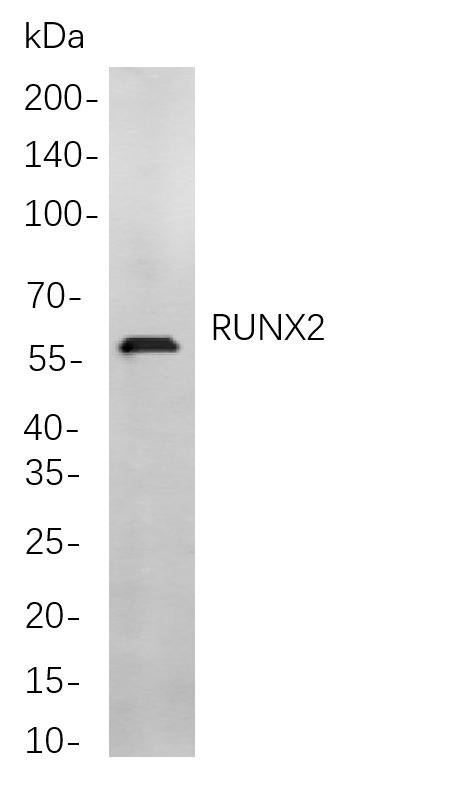 RUNX2