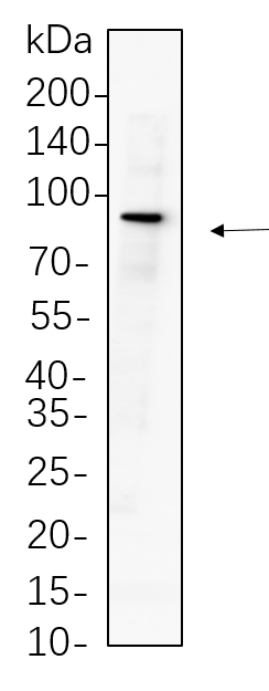Mitofusin-2