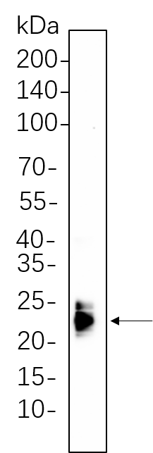 ASC