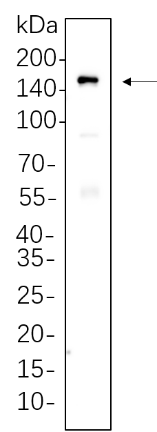 MDR1