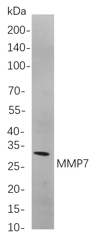 MMP7