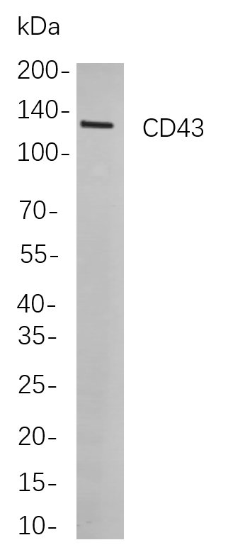 CD43
