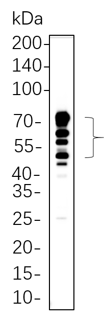 CD63