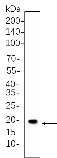 Caveolin-1