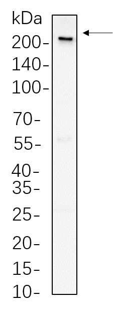 Rpb1