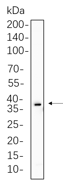 SIX2