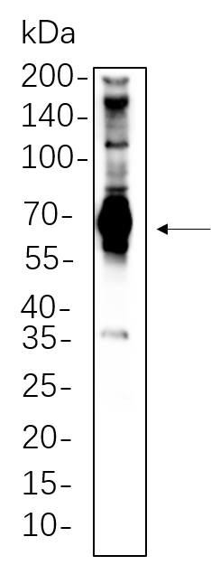 SH-PTP2