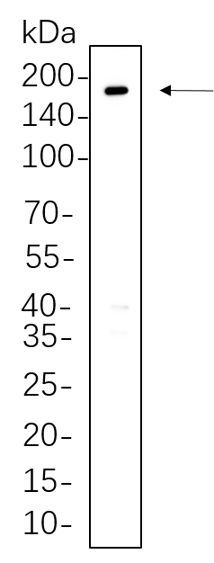 ErbB-3