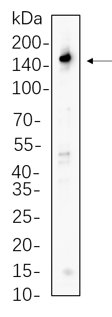 PLC γ1