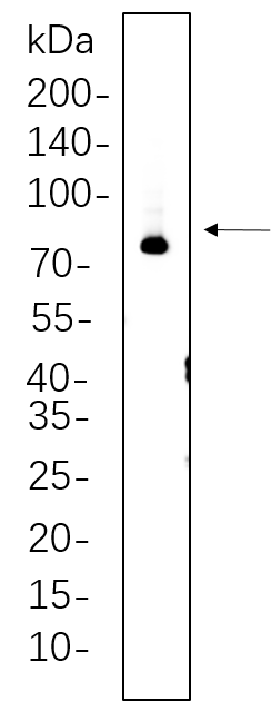 Synapsin I