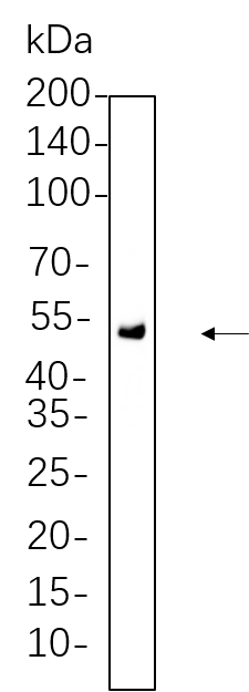 Chk1