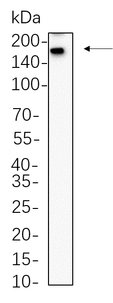 Sall4