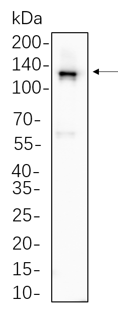 Vinculin