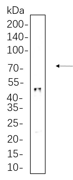 HNF-3α