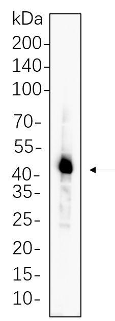 Caspase-1