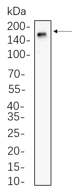 CD11b
