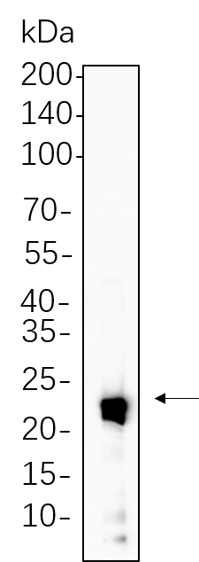 IL-10