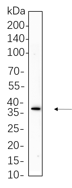 Podoplanin