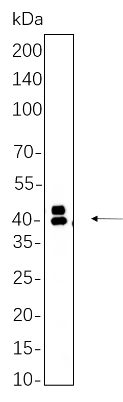 Erk 1/2 (Phospho Thr202/Tyr204)