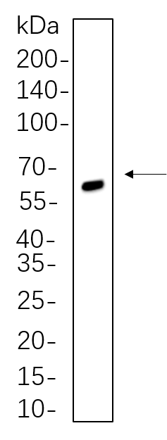 SOX10