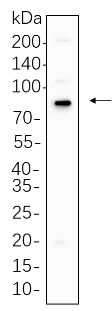 p63