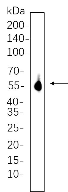 Akt (pan)