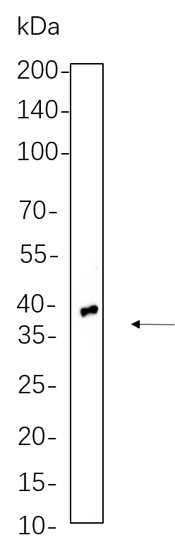 TTF1