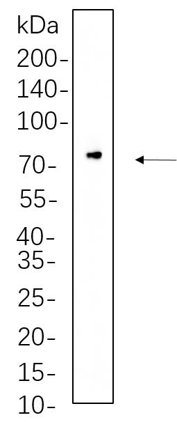 Raf-1