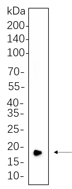 CIRBP