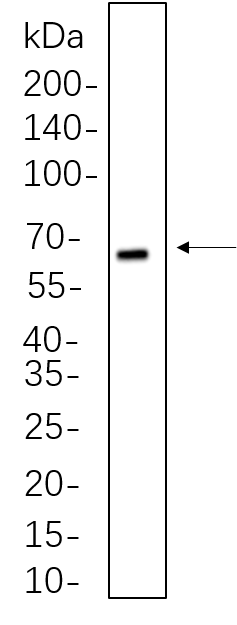cGAS
