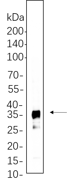 IκB-α