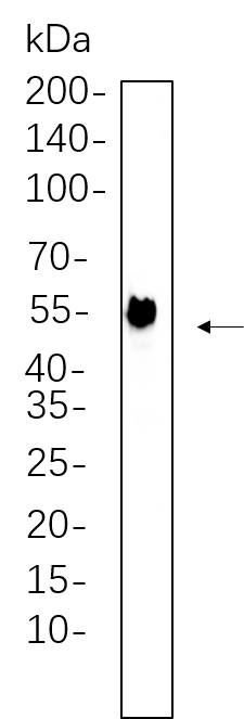 Tubulin α