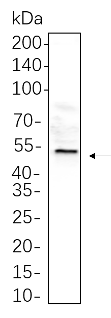 HNF-4α