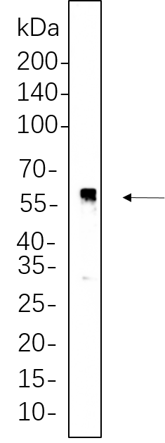 p53