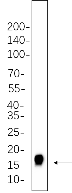 Histone H3 (Tri Methyl Lys27)