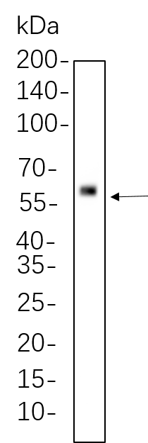 SMAD5 (Phospho Ser463/Ser465)