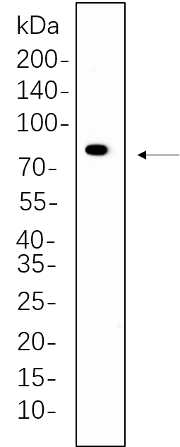 PKC α (Phospho Thr638)
