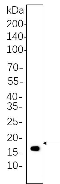 Histone H3 (Di Methyl Lys4)