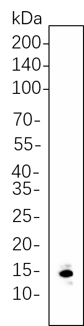 Histone H3 (Di Methyl Lys9)
