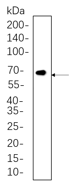 Smad2/3 (Phospho Thr8)