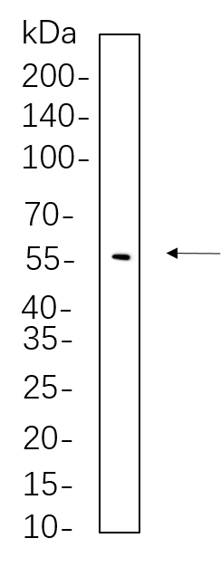 YAP (Phospho Ser127)