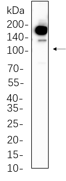 Met (Phospho Tyr1234/1235)