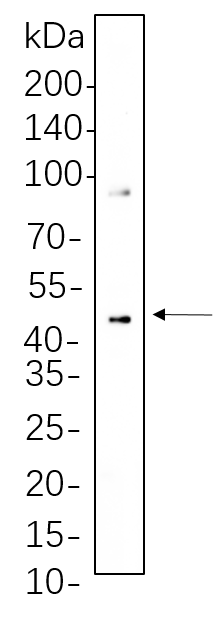 MEK1/2 (Phospho Ser217/221)