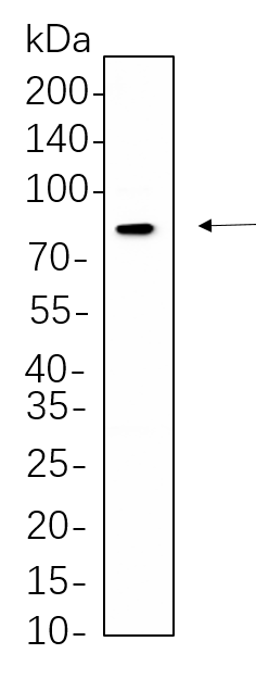 DRP1 (Phospho Ser616)