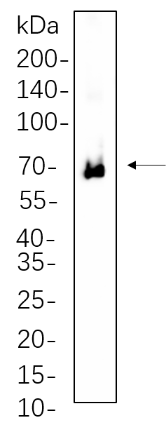 Zap-70 (Phospho Tyr319)/Syk (Phospho Tyr352)