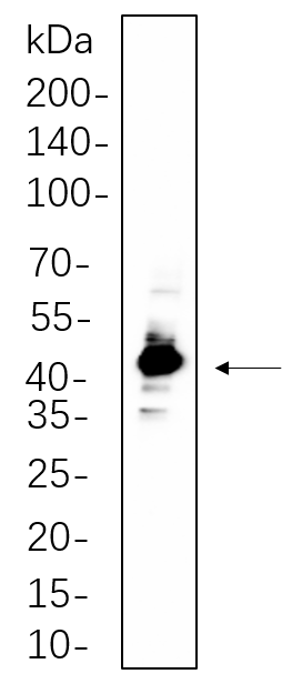 IRF-1