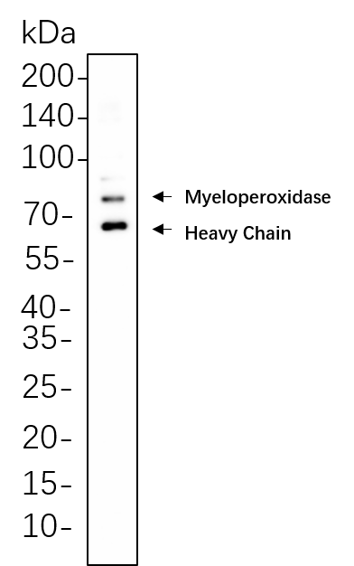 Myeloperoxidase