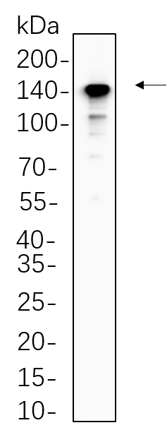 CD163