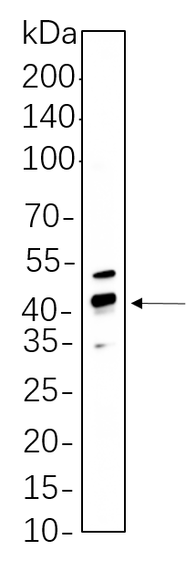 CREB-1 (Phospho Ser133)