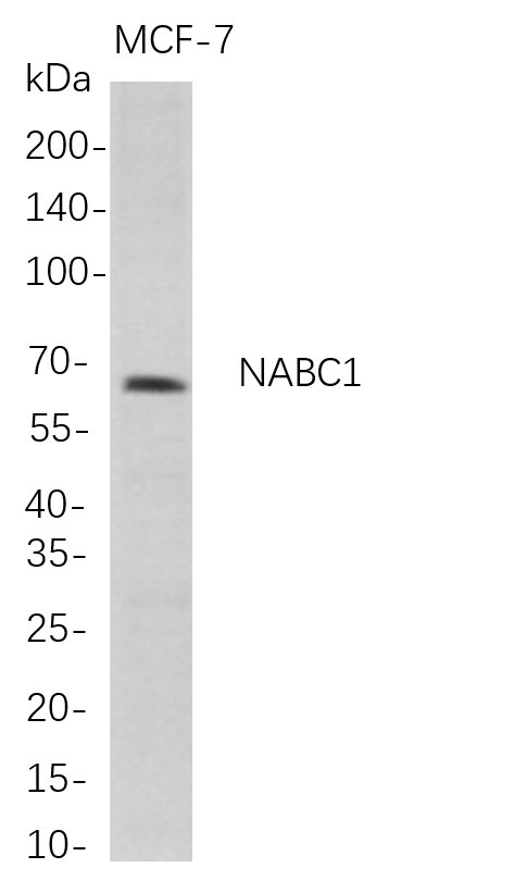NABC1